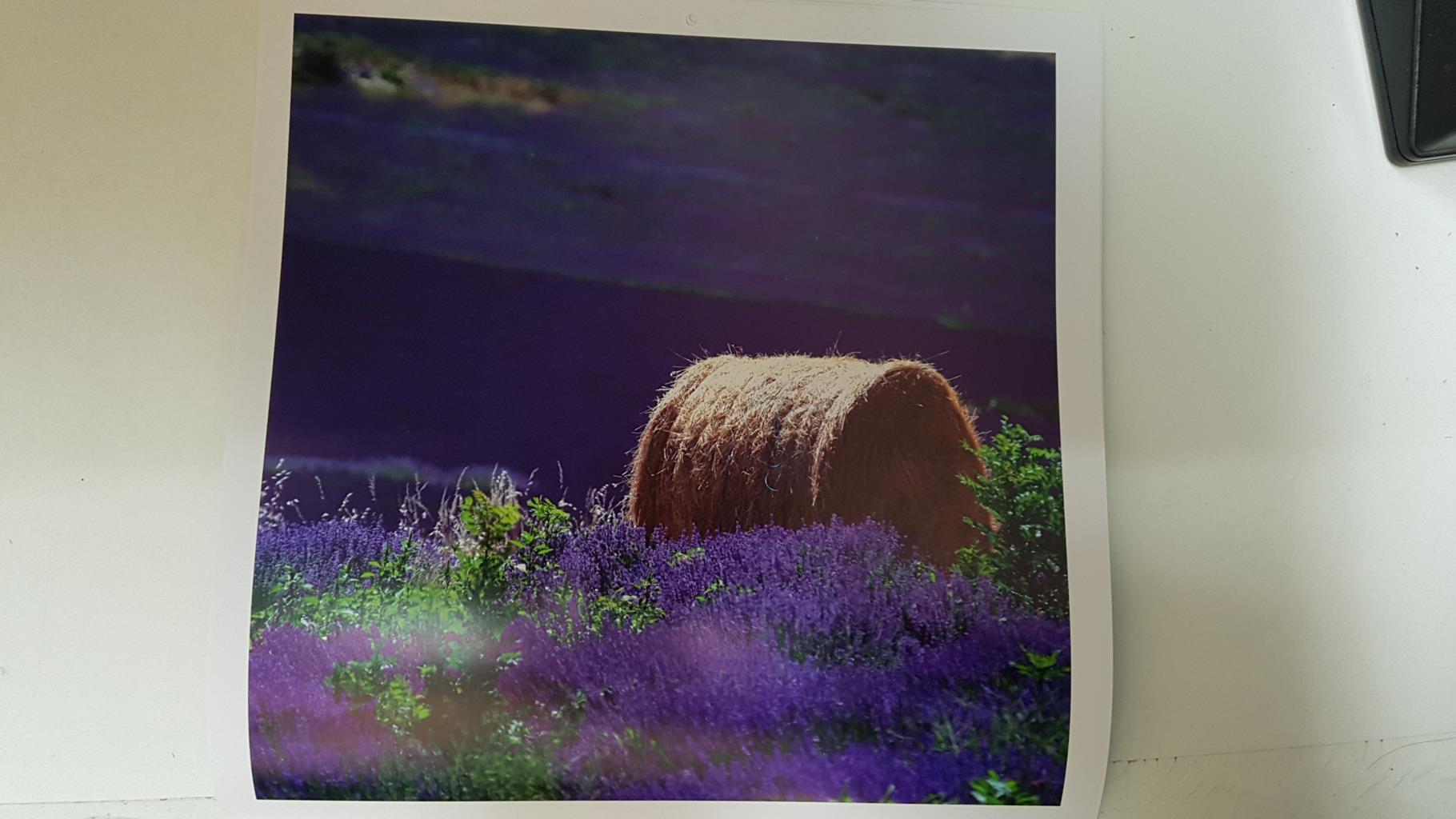 Calendario / Kalender / Calendrier / Calendar: 2011 : Provence (Roberto della vite) - lamina 03