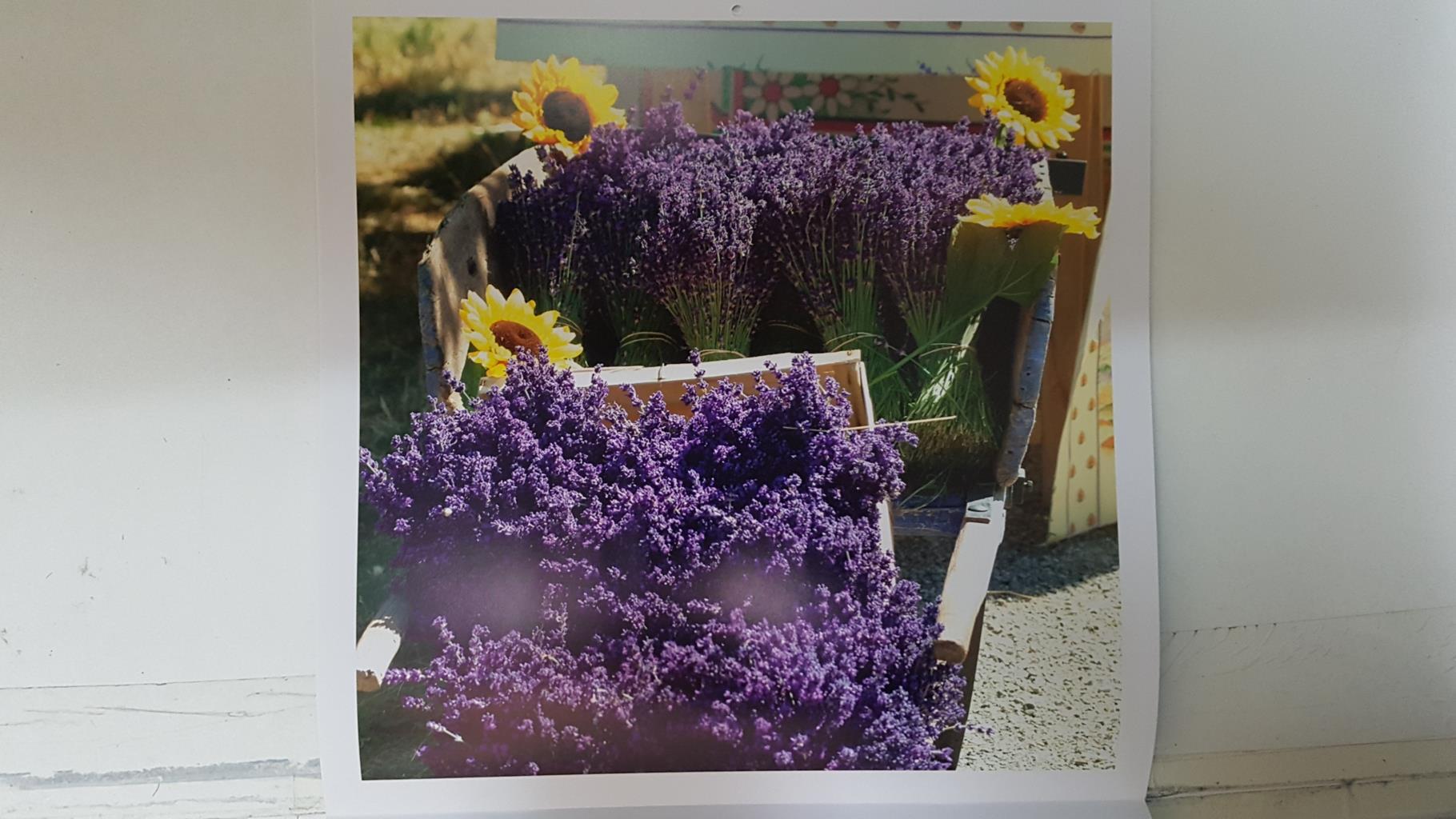 Calendario / Kalender / Calendrier / Calendar: 2011 : Provence (Roberto della vite) - lamina 08