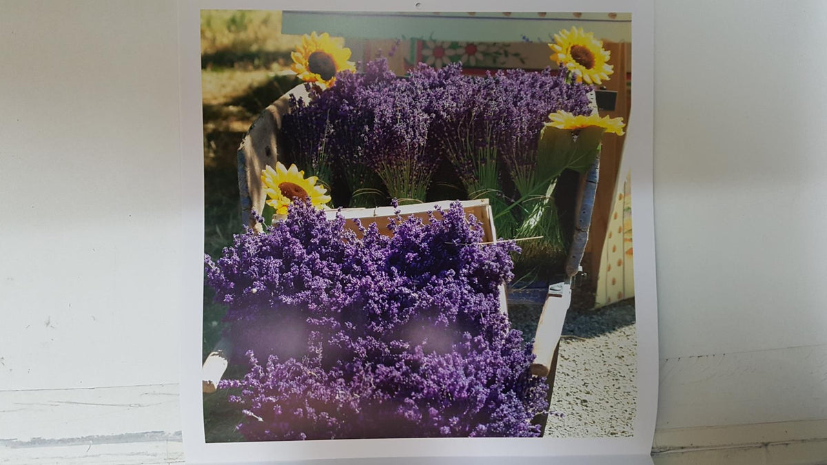 Calendario / Kalender / Calendrier / Calendar: 2011 : Provence (Roberto della vite) - lamina 08