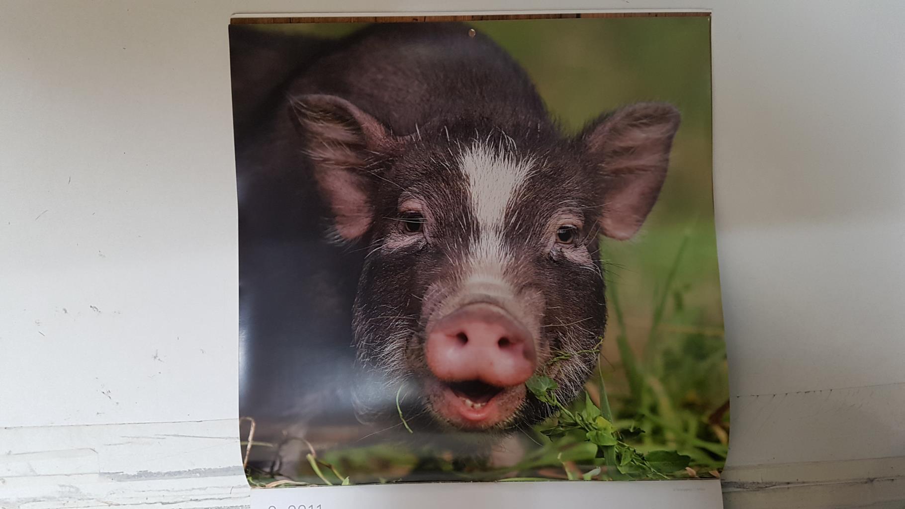 Calendario / Kalender / Calendrier / Calendar: 2011 : Pigs (cerdos) - lamina 02