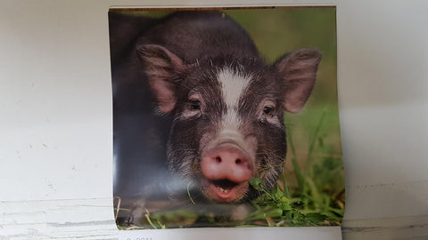 Calendario / Kalender / Calendrier / Calendar: 2011 : Pigs (cerdos) - lamina 02