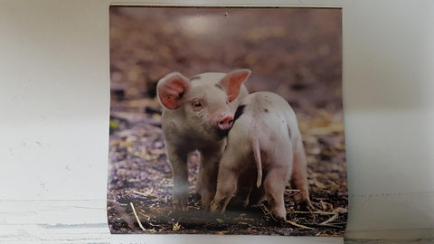 Calendario / Kalender / Calendrier / Calendar: 2011 : Pigs (cerdos) - lamina 03