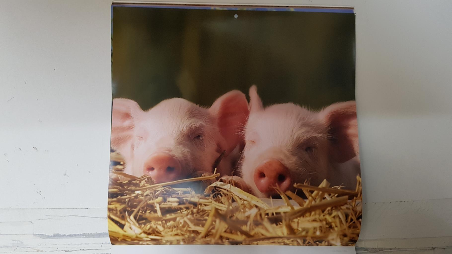 Calendario / Kalender / Calendrier / Calendar: 2011 : Pigs (cerdos) - lamina 05