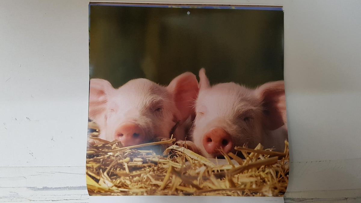 Calendario / Kalender / Calendrier / Calendar: 2011 : Pigs (cerdos) - lamina 05