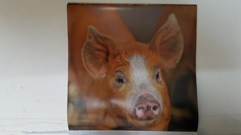 Calendario / Kalender / Calendrier / Calendar: 2011 : Pigs (cerdos) - lamina 11