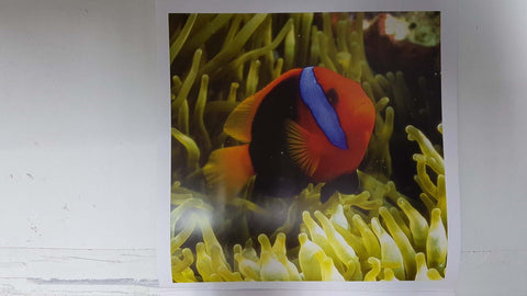 Calendario / Kalender / Calendrier / Calendar: 2011 : Depths (fondos marinos) - lamina 01