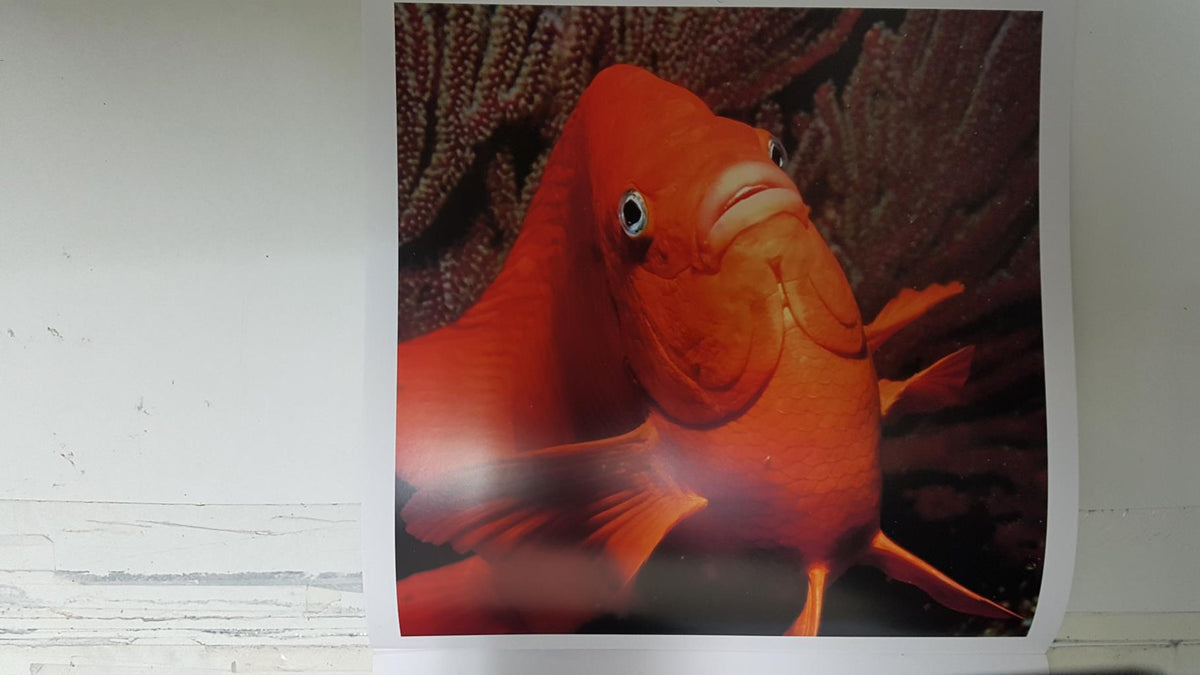 Calendario / Kalender / Calendrier / Calendar: 2011 : Depths (fondos marinos) - lamina 05