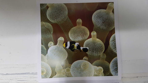 Calendario / Kalender / Calendrier / Calendar: 2011 : Depths (fondos marinos) - lamina 11