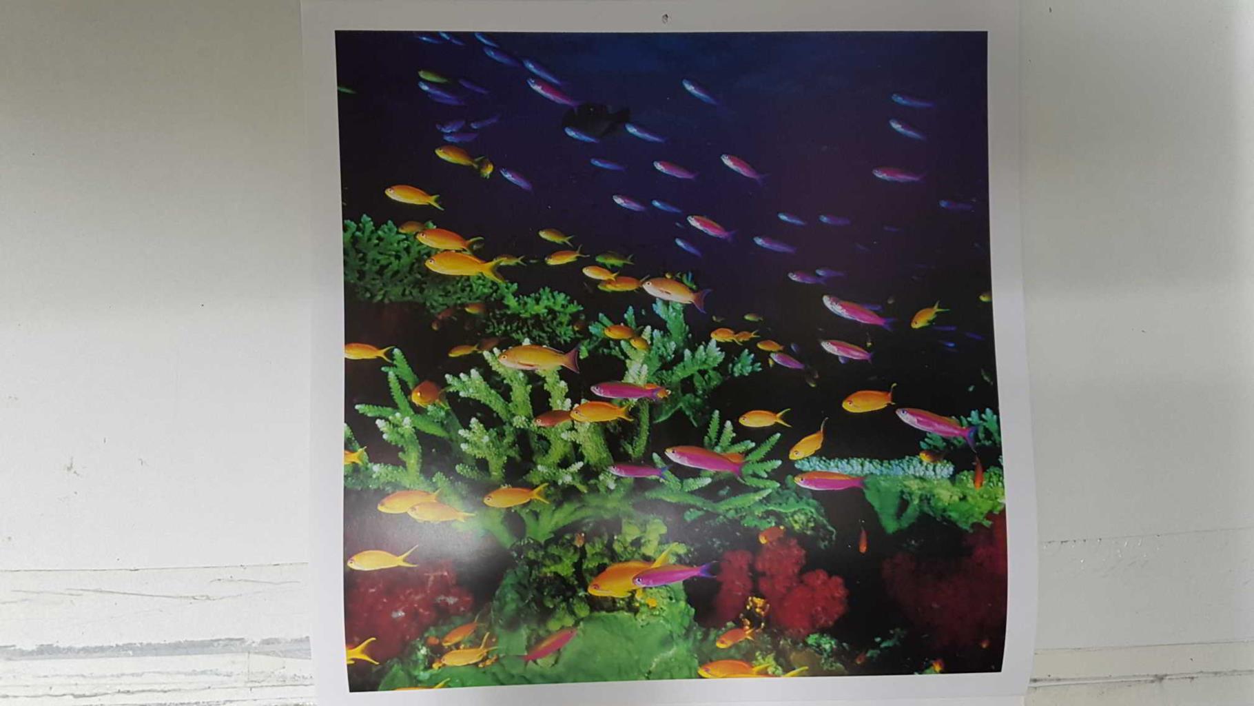 Calendario / Kalender / Calendrier / Calendar: 2011 : Depths (fondos marinos) - lamina 12