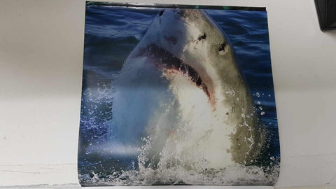 Calendario / Kalender / Calendrier / Calendar: 2011 : Sharks (tiburones) - lamina 01, Great White Shark (Gran Tiburon Blanco)