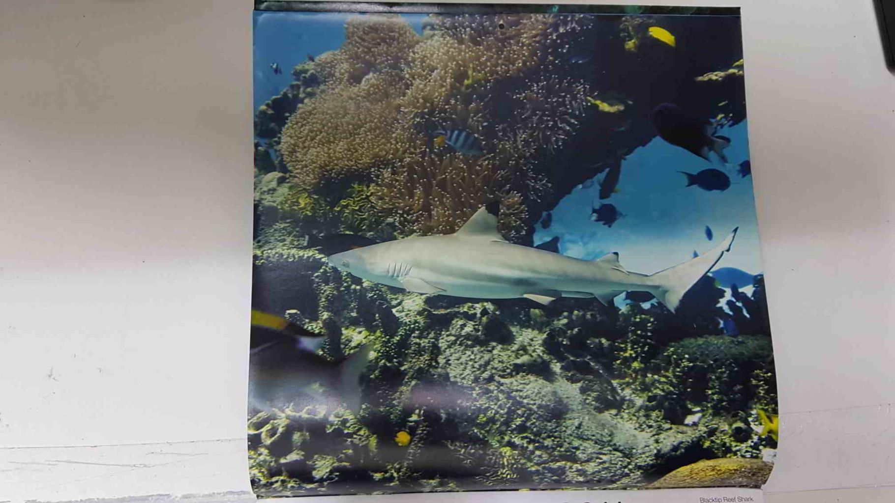 Calendario / Kalender / Calendrier / Calendar: 2011 : Sharks (tiburones) - lamina 02, Blacktip Reef Shark