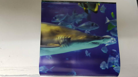 Calendario / Kalender / Calendrier / Calendar: 2011 : Sharks (tiburones) - lamina 03, Sand Tiger Shark