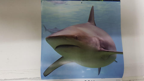 Calendario / Kalender / Calendrier / Calendar: 2011 : Sharks (tiburones) - lamina 06, Bull Shark