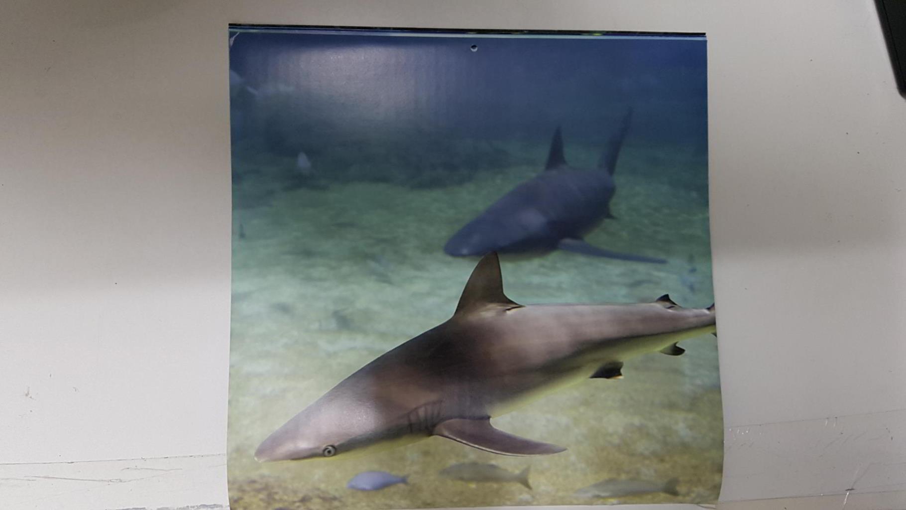 Calendario / Kalender / Calendrier / Calendar: 2011 : Sharks (tiburones) - lamina 07, Galapagos Shark