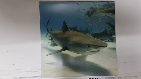 Calendario / Kalender / Calendrier / Calendar: 2011 : Sharks (tiburones) - lamina 12, Tiger Shark (foreground), Lemon Sharks (background)