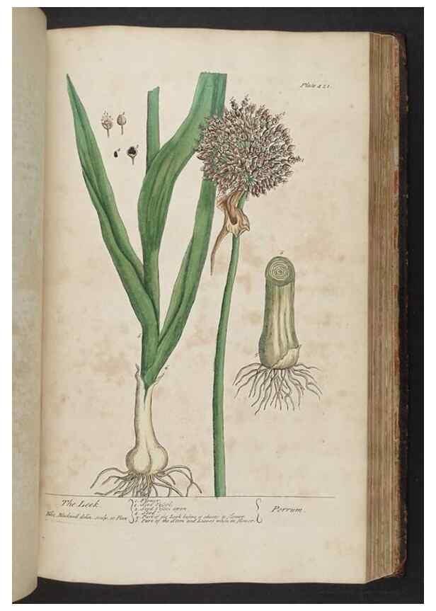 Reproducción/Reproduction 8361148775: A curious herbal. London : Printed for Samuel Harding, 1737-1739.