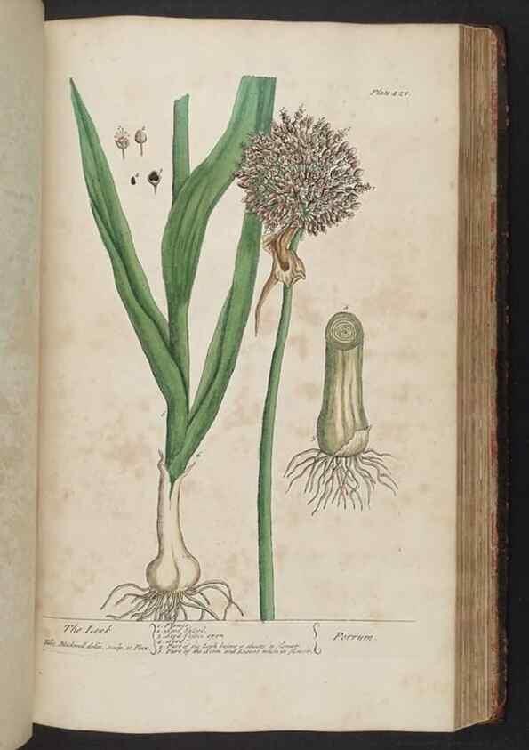 Reproducción/Reproduction 8361148775: A curious herbal. London : Printed for Samuel Harding, 1737-1739.