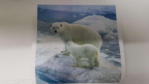 Calendario / Kalender / Calendrier / Calendar: 2011 : Bears (osos) - lamina 02