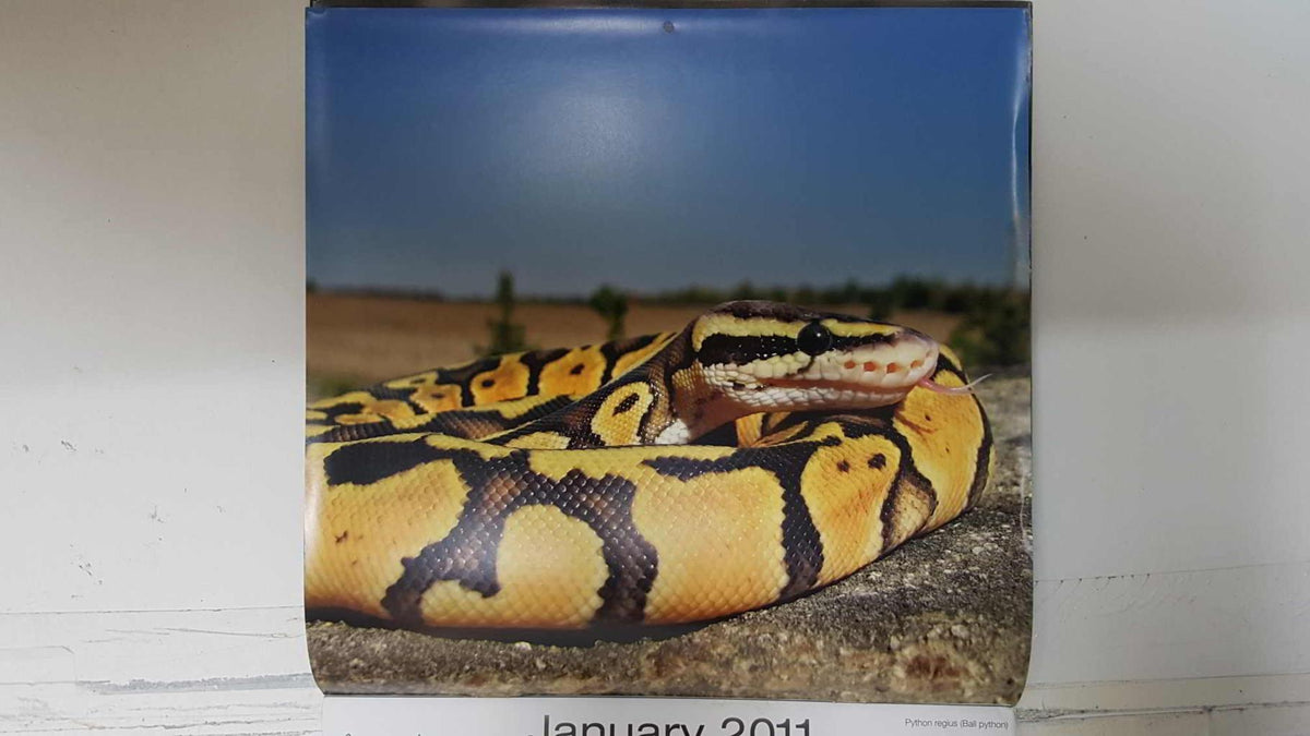 Calendario / Kalender / Calendrier / Calendar: 2011 : Snakes (Serpientes) - lamina 01, Python regius (Ball Python)