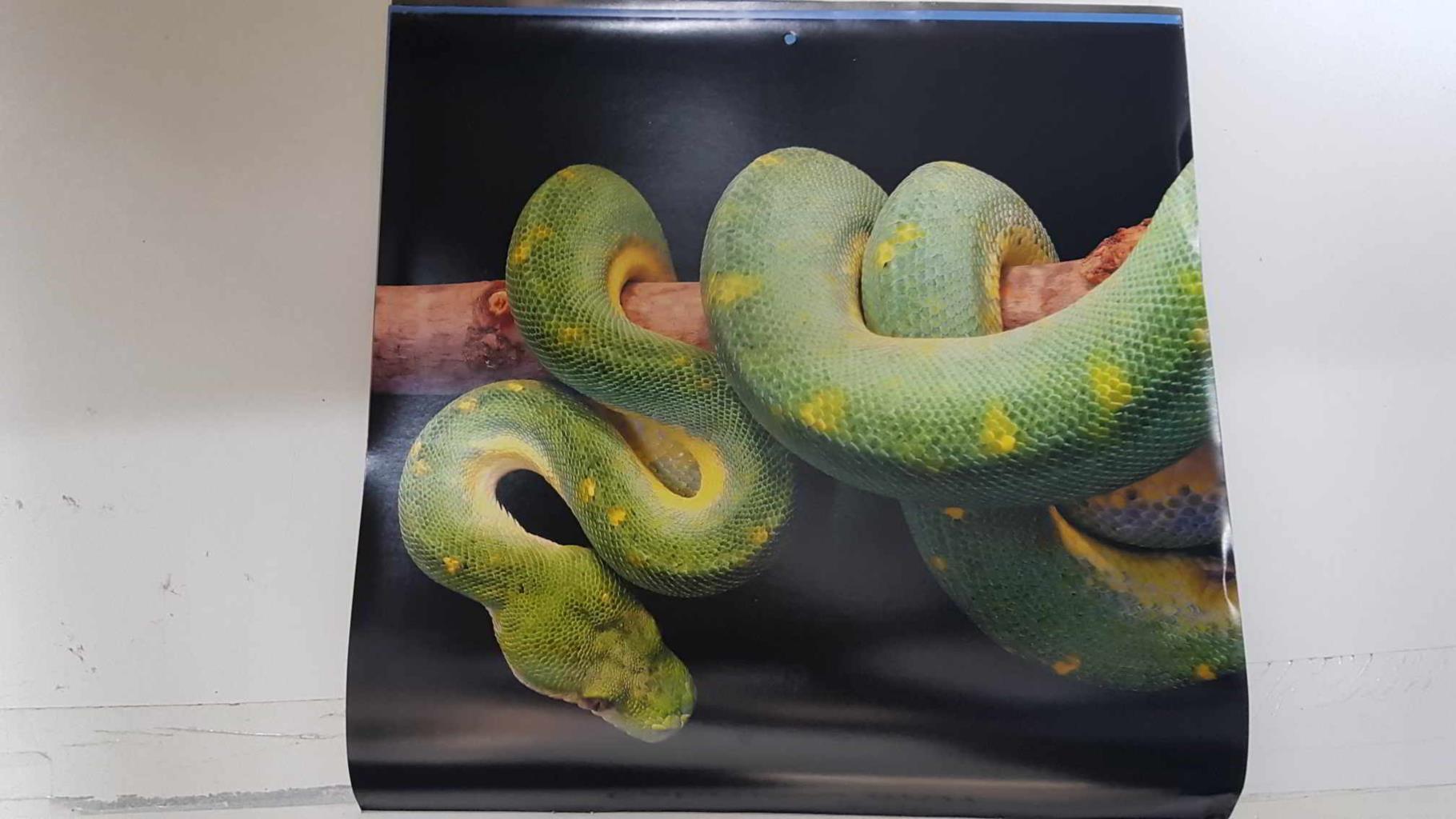 Calendario / Kalender / Calendrier / Calendar: 2011 : Snakes (Serpientes) - lamina 02, Chondropython viridis (Green tree python)