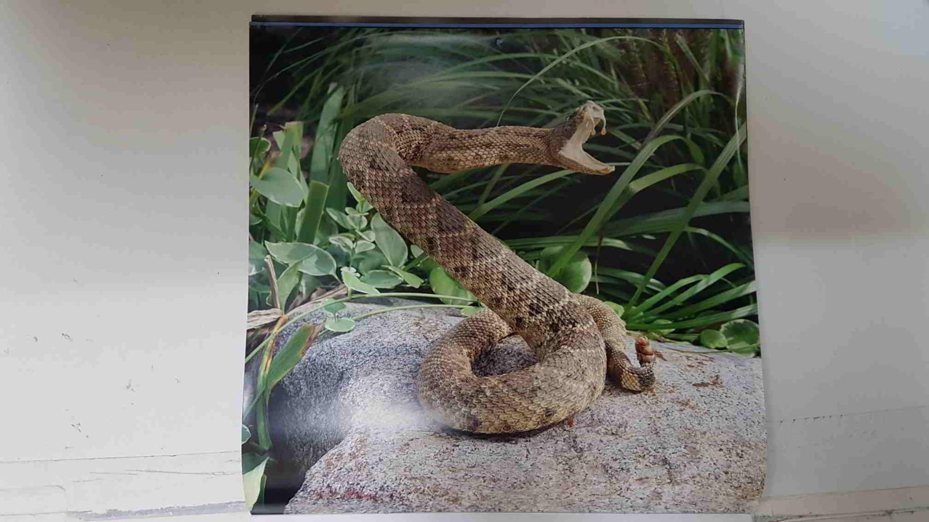 Calendario / Kalender / Calendrier / Calendar: 2011 : Snakes (Serpientes) - lamina 03, Crotalus atrox (Western diamondback rattlesnake)