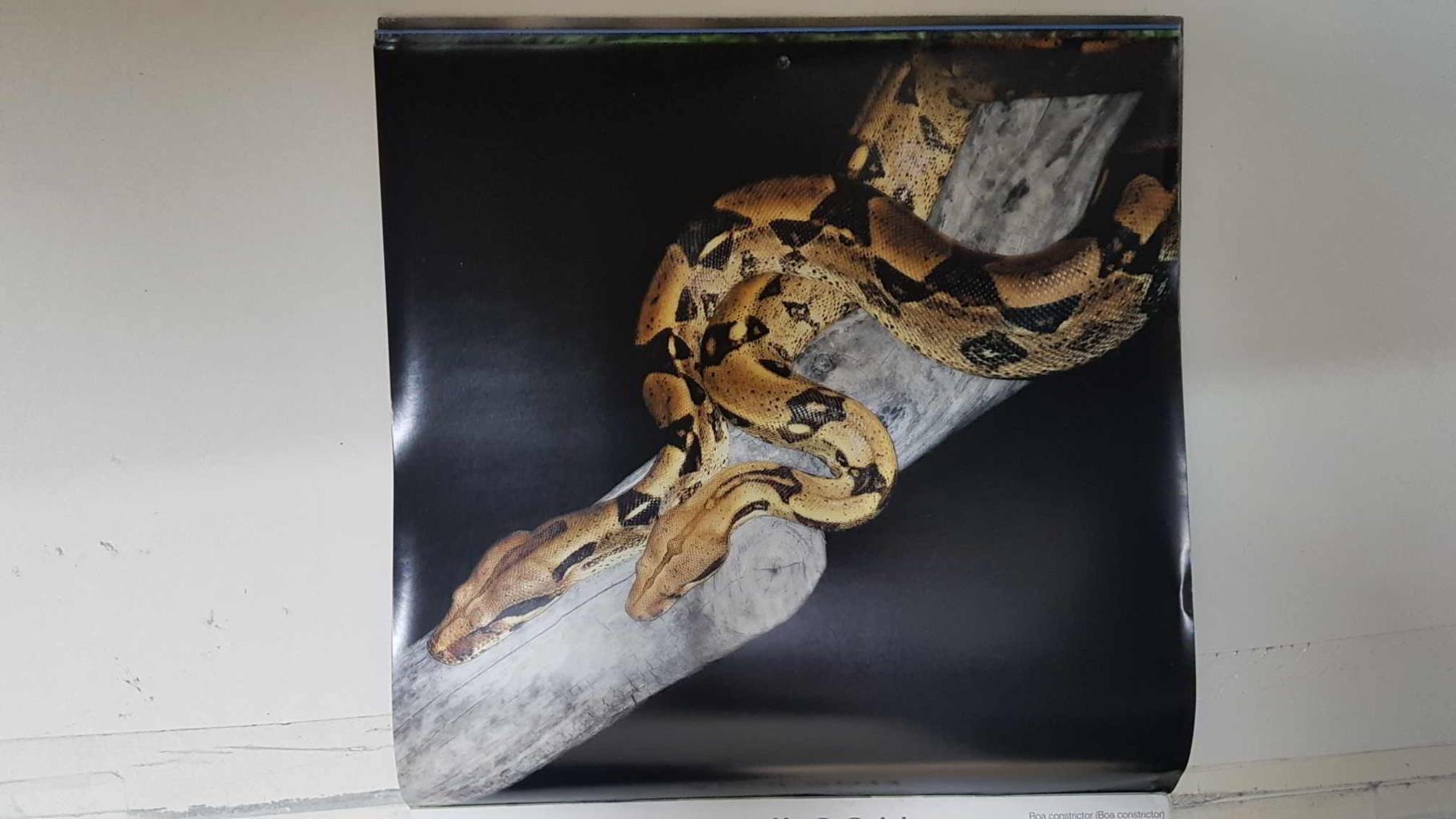 Calendario / Kalender / Calendrier / Calendar: 2011 : Snakes (Serpientes) - lamina 04, Boa constrictor