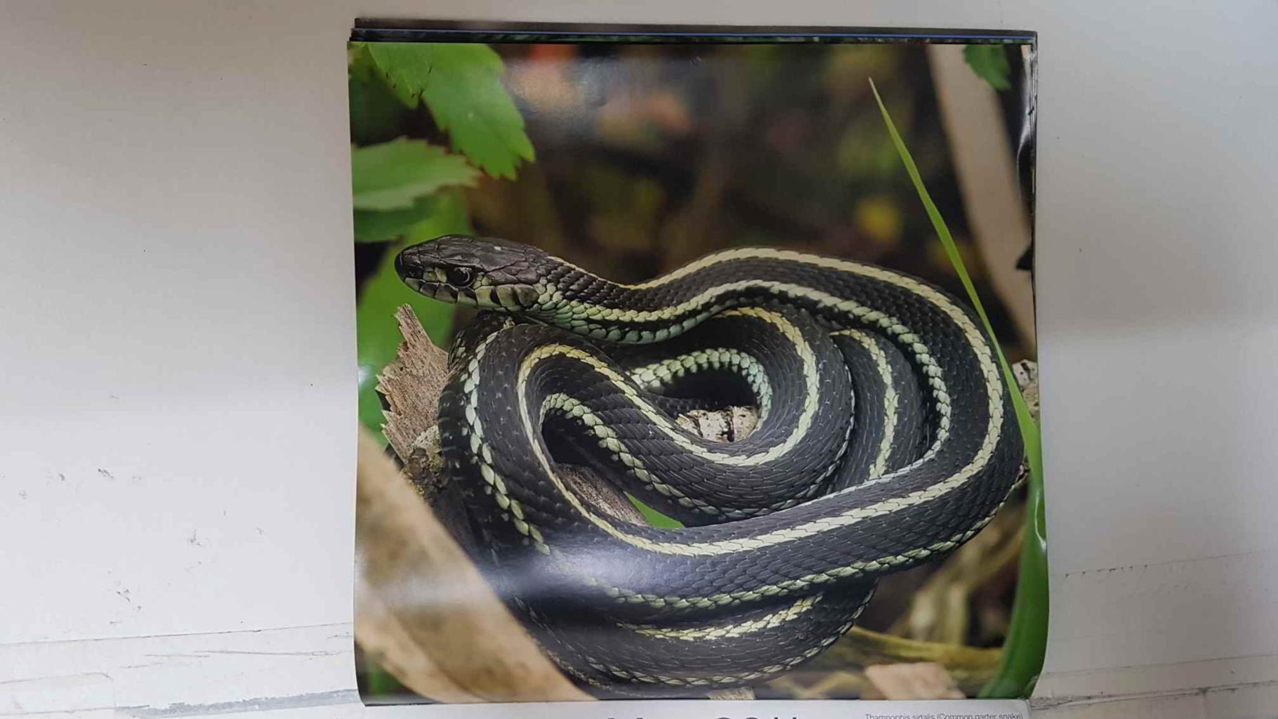 Calendario / Kalender / Calendrier / Calendar: 2011 : Snakes (Serpientes) - lamina 05, Thamnophis sirtalis (Common garter snake)