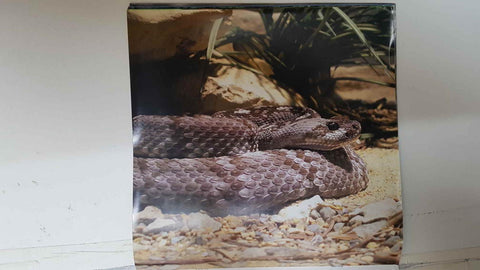 Calendario / Kalender / Calendrier / Calendar: 2011 : Snakes (Serpientes) - lamina 06, Crotalus molossus (Blackfall rattlesnake)