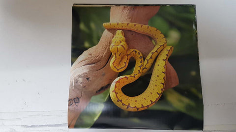 Calendario / Kalender / Calendrier / Calendar: 2011 : Snakes (Serpientes) - lamina 07, Chondropython viridis (Green tree python)