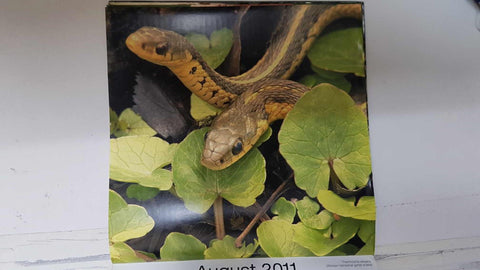 Calendario / Kalender / Calendrier / Calendar: 2011 : Snakes (Serpientes) - lamina 08, Thamnophis elegans (Western terrestrial garter snake)