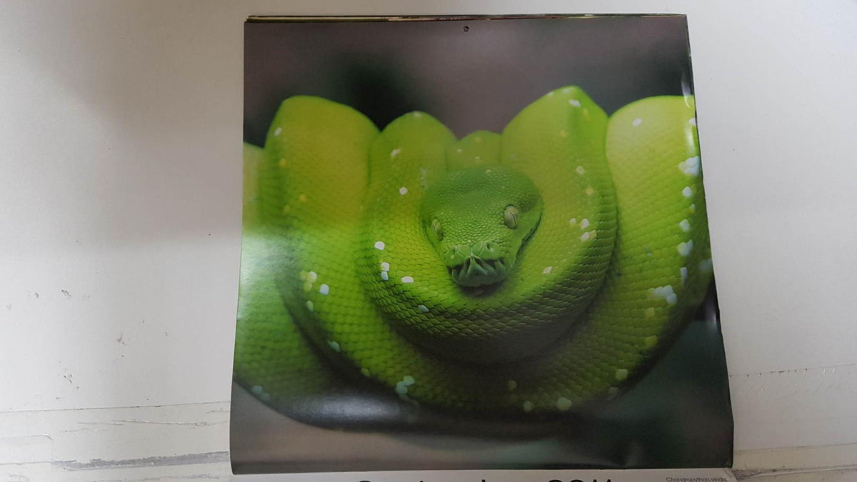 Calendario / Kalender / Calendrier / Calendar: 2011 : Snakes (Serpientes) - lamina 09, Chondronpython viridis (Green tree python)