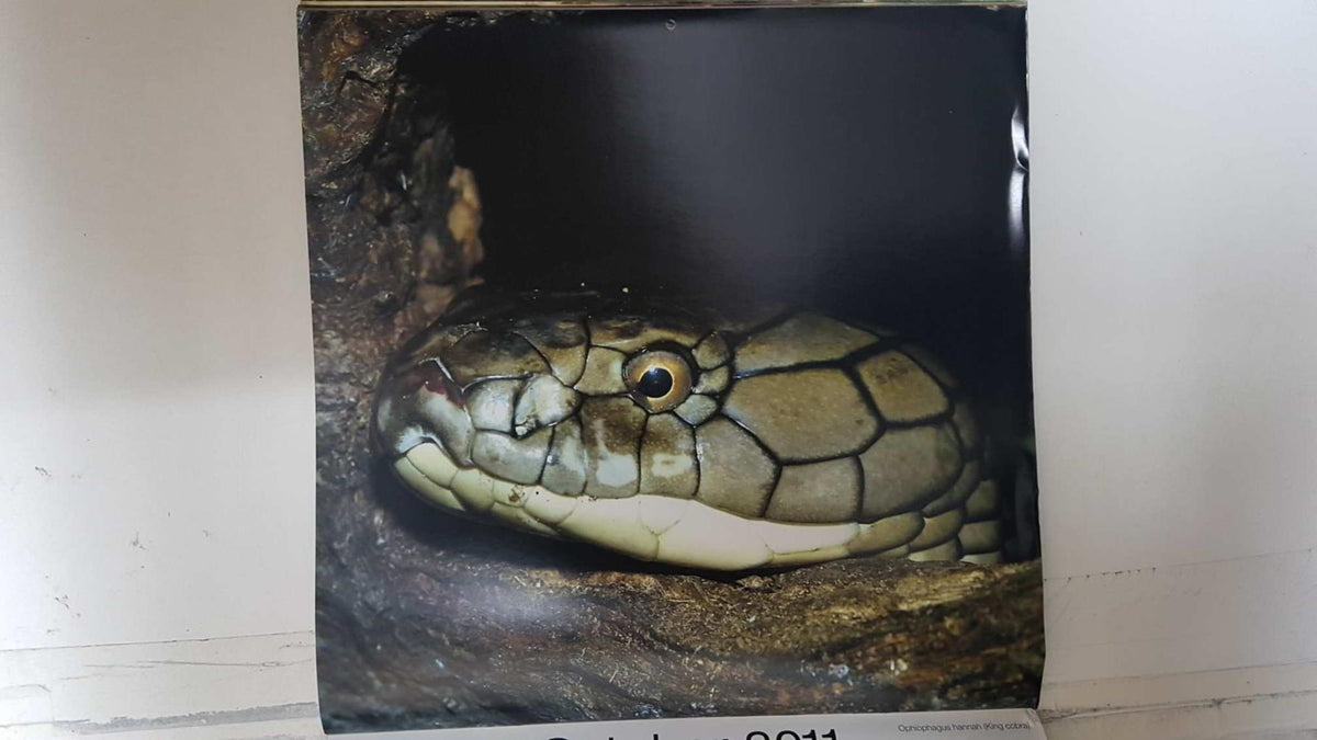 Calendario / Kalender / Calendrier / Calendar: 2011 : Snakes (Serpientes) - lamina 10, Ophiophagus hannah (King Cobra)