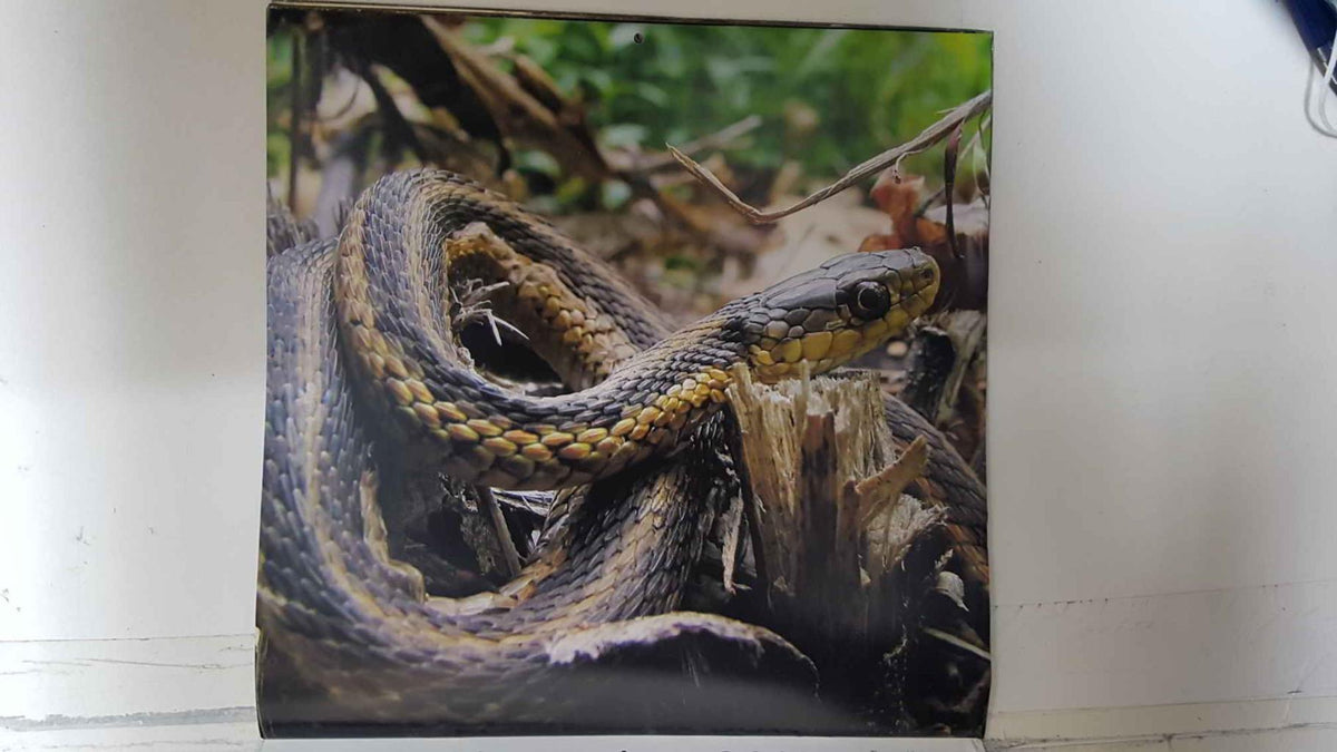 Calendario / Kalender / Calendrier / Calendar: 2011 : Snakes (Serpientes) - lamina 11, Thamnophis (garter snake)