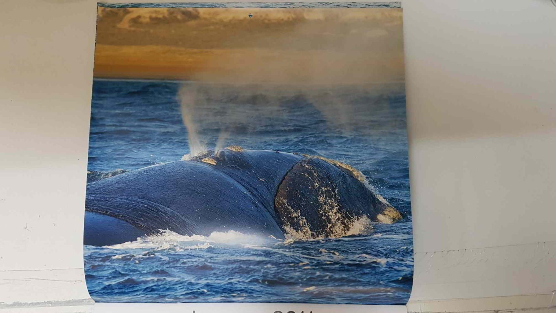 Calendario / Kalender / Calendrier / Calendar: 2011 : Whales (Ballenas) - lamina 01