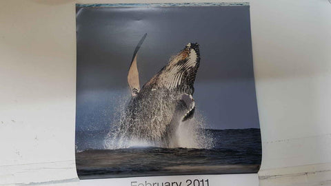 Calendario / Kalender / Calendrier / Calendar: 2011 : Whales (Ballenas) - lamina 02