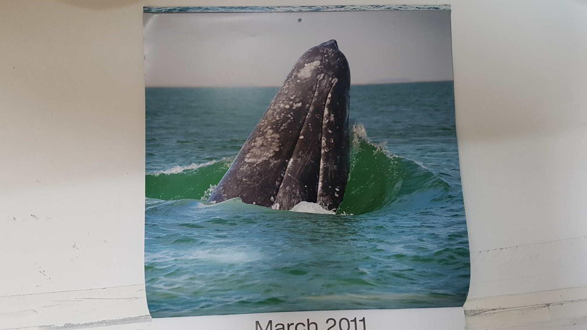 Calendario / Kalender / Calendrier / Calendar: 2011 : Whales (Ballenas) - lamina 03