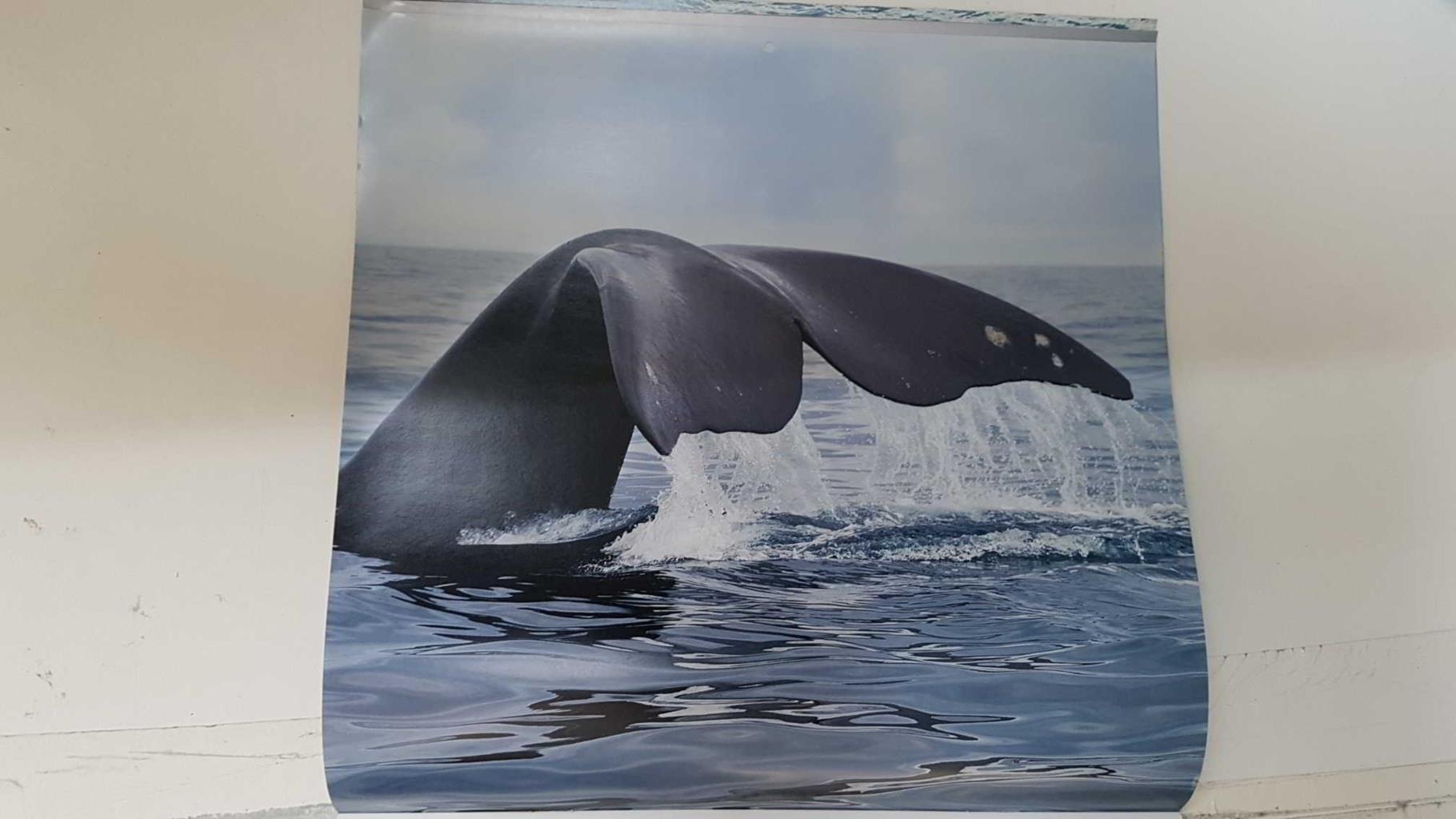 Calendario / Kalender / Calendrier / Calendar: 2011 : Whales (Ballenas) - lamina 04