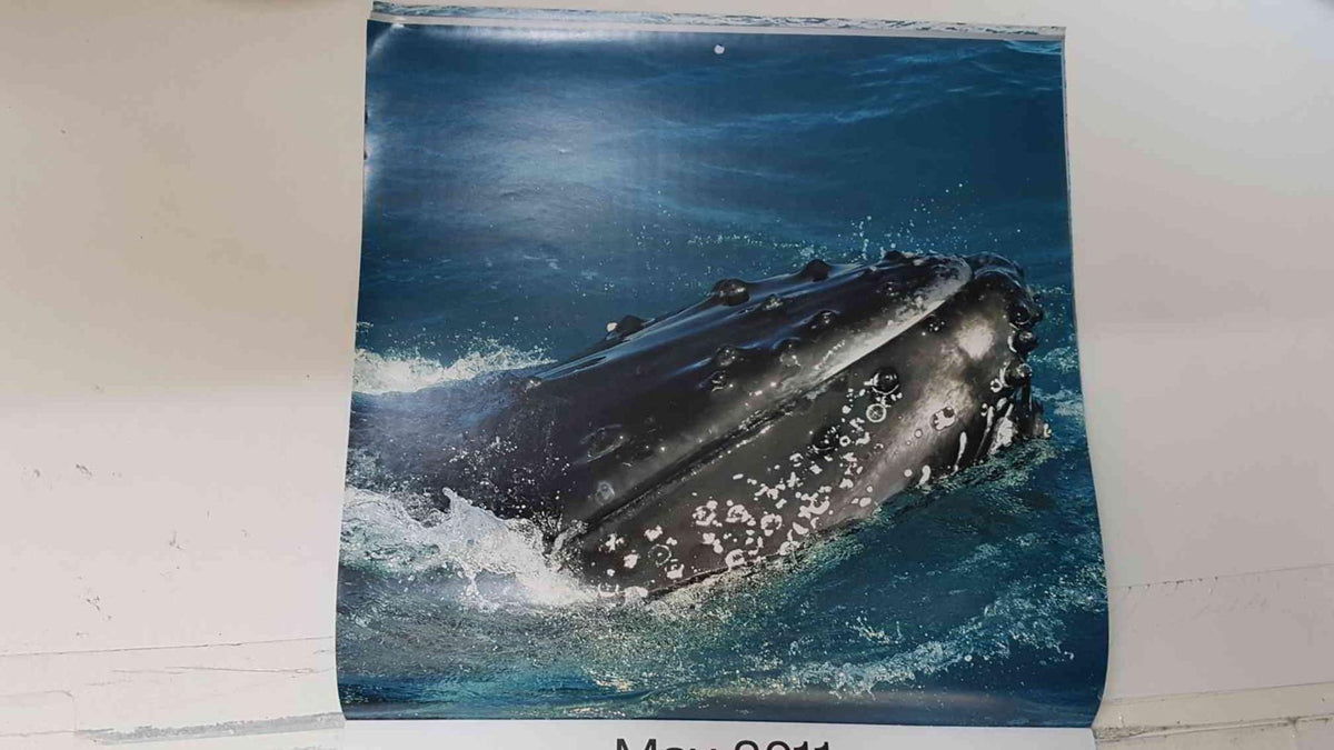 Calendario / Kalender / Calendrier / Calendar: 2011 : Whales (Ballenas) - lamina 05