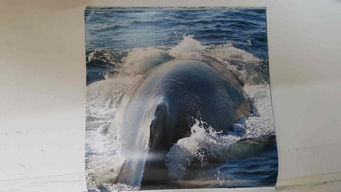 Calendario / Kalender / Calendrier / Calendar: 2011 : Whales (Ballenas) - lamina 06