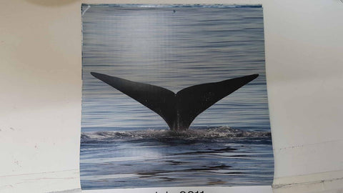 Calendario / Kalender / Calendrier / Calendar: 2011 : Whales (Ballenas) - lamina 07