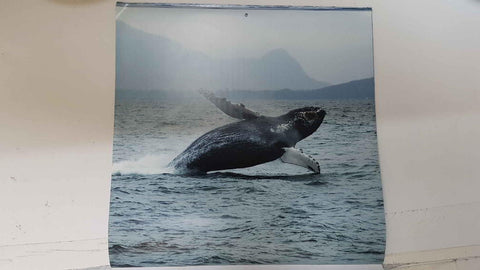 Calendario / Kalender / Calendrier / Calendar: 2011 : Whales (Ballenas) - lamina 08