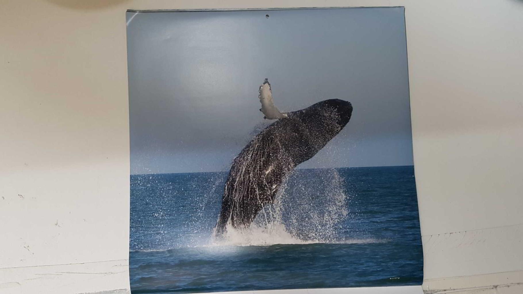 Calendario / Kalender / Calendrier / Calendar: 2011 : Whales (Ballenas) - lamina 12