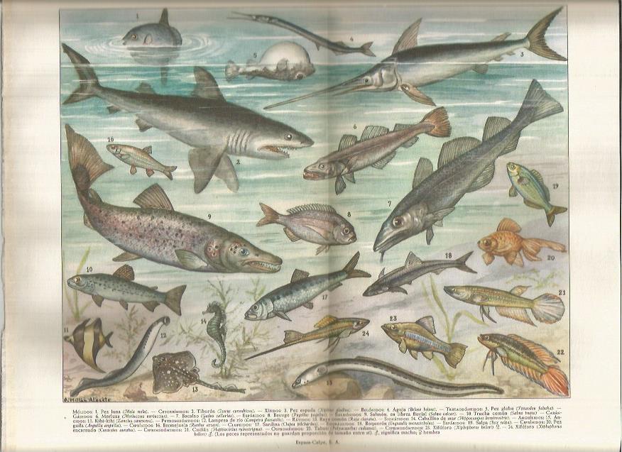 LAMINA ESPASA 37798: Peces