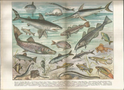 LAMINA ESPASA 37798: Peces