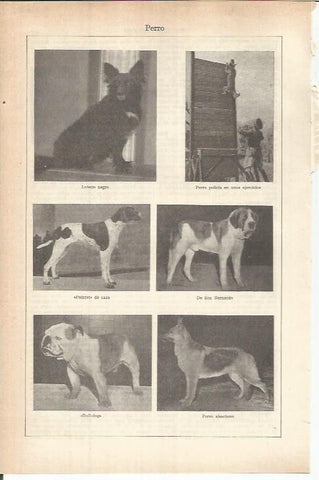 LAMINA ESPASA 37789: Razas de perro