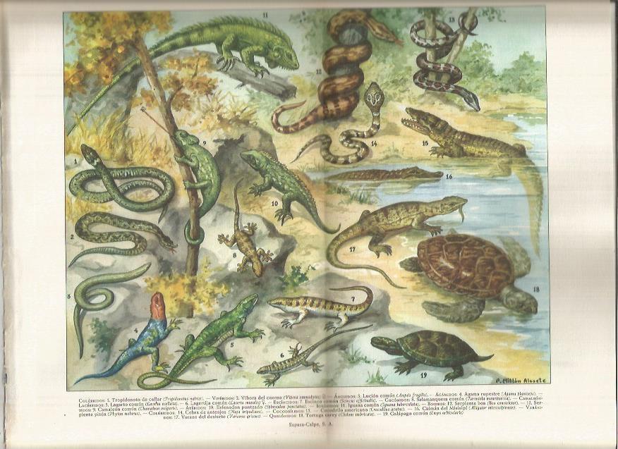 LAMINA ESPASA 37884: Reptiles