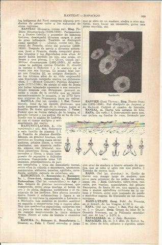 LAMINA ESPASA 37859: Ranunculo