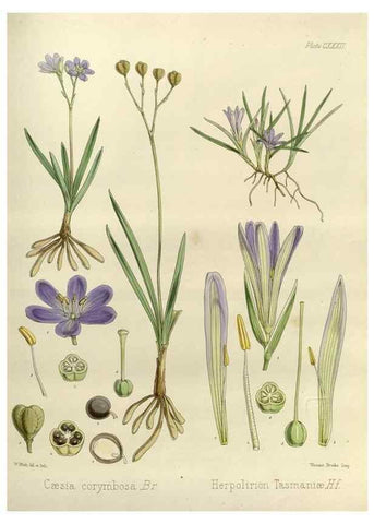 Reproducción/Reproduction 32957303282: The botany of the Antarctic voyage of H.M. discovery ships Erebus and Terror in the Years 1839-1843. London :Reeve Brothers,1844-1860.