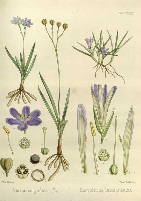 Reproducción/Reproduction 32957303282: The botany of the Antarctic voyage of H.M. discovery ships Erebus and Terror in the Years 1839-1843. London :Reeve Brothers,1844-1860.