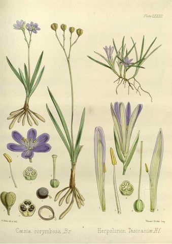 Reproducción/Reproduction 32957303282: The botany of the Antarctic voyage of H.M. discovery ships Erebus and Terror in the Years 1839-1843. London :Reeve Brothers,1844-1860.